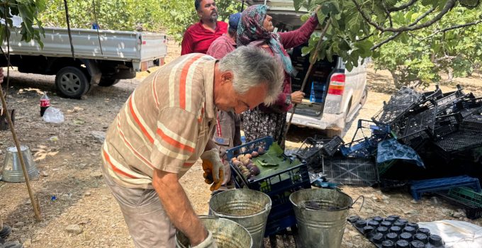 Ürünlü’de Bursa Siyah İncir Hasadı Başladı: Rekolte 15 Tondan 3 Tona Düştü