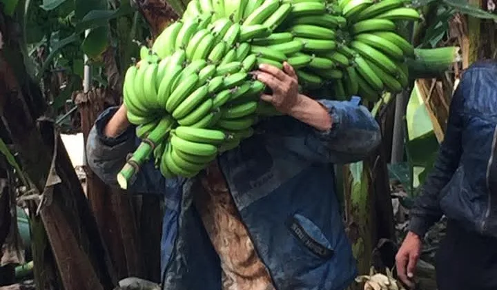 Anamur Etkisi Alanya’yı Vurdu: Muz ve Avokado Fiyatları Geriledi