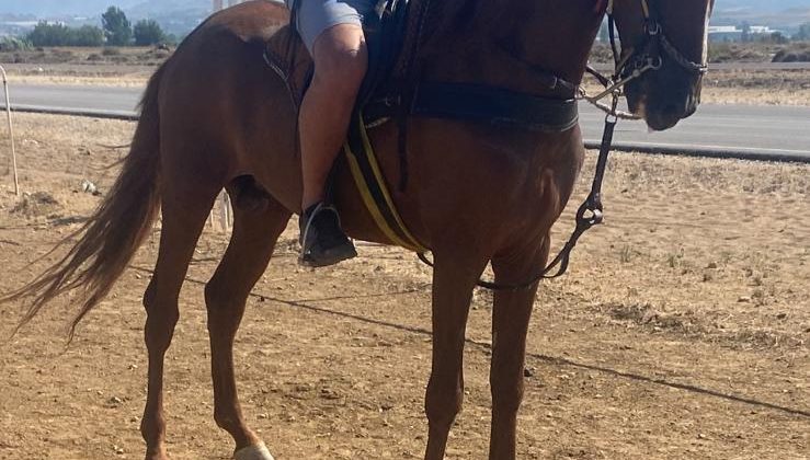 Fevzi Alaaddinoğlu, Rahvan At Yarışlarında Alanya’yı Gururlandırdı