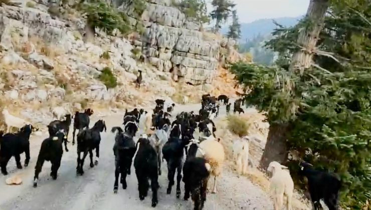 Torosların Sessiz Göçü: Yörüklerin Dönüş Yolculuğu Başladı