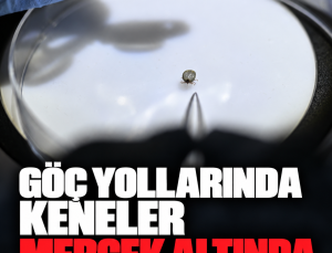 Göç yollarında hastalık takibi: İstanbul’da kuşlardan alınan keneler inceleniyor